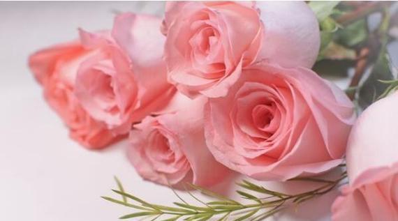 浅粉色玫瑰的花语及含义解读（探寻浅粉色玫瑰背后的意义与象征）