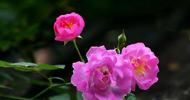 白蔷薇的花语——纯洁与无暇（表达纯真之美的花朵）