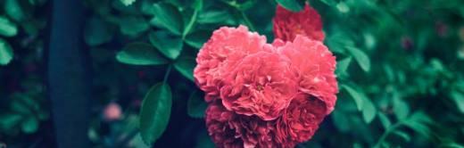 蔷薇花（探索蔷薇花的浪漫花语和神秘传说）