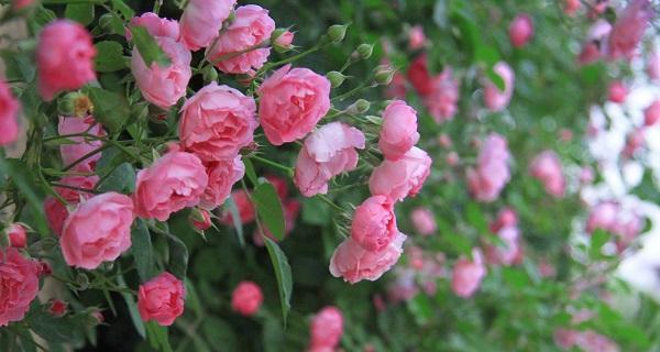 蔷薇花的寓意与象征——爱与美的化身（传递永恒的情感）