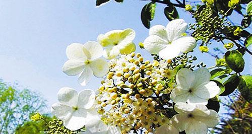 以琼花花语（用鲜花传递情感）