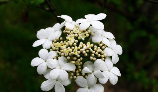 以琼花花语（用鲜花传递情感）