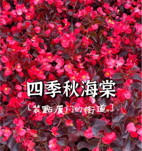 秋海棠花语-美丽的坚强（坚忍不拔）