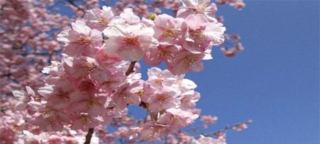 樱花的花语与文化意义（探寻樱花之美与情感的奥秘）