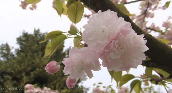 樱花的花语与文化意义（探寻樱花之美与情感的奥秘）