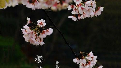 樱花的花语与文化意义（探寻樱花之美与情感的奥秘）