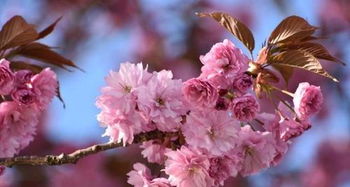 日本樱花（绽放春天的使者）