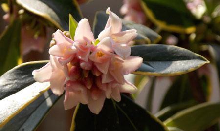 瑞香花语之美——传递爱与希望的花朵（探索瑞香花的花语及其象征意义）