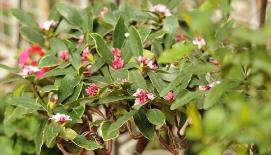 以瑞香花花语探索人生的美好（瑞香花的花语及其对人生的启示）