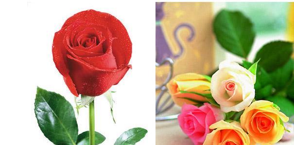三十三朵玫瑰的浪漫寓意（爱情的美丽表达和深刻祝福）