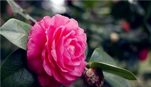 山茶花的花语及寓意（用山茶花的花语传递情感）