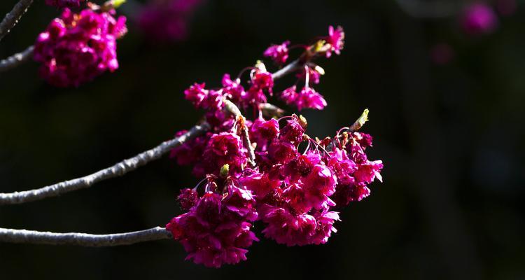 山樱花与西洋樱花的花语之美（探索山樱花与西洋樱花的神秘花语意义）