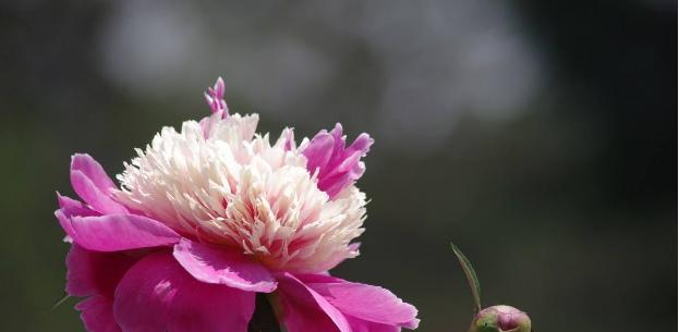 芍药花的寓意与象征意义（探索芍药花寓意的世界）