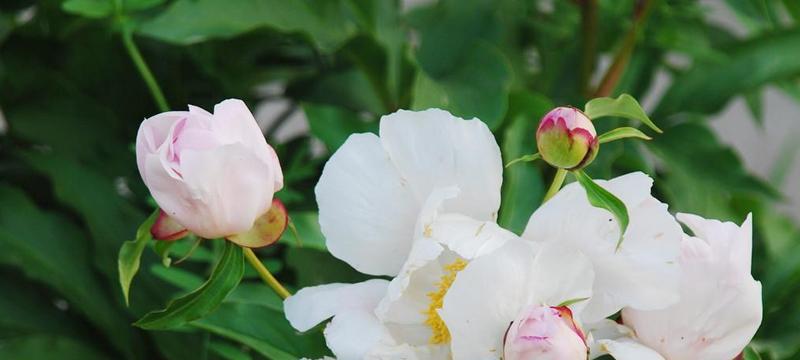 芍药花花语的寓意与象征（探寻芍药花的深意）