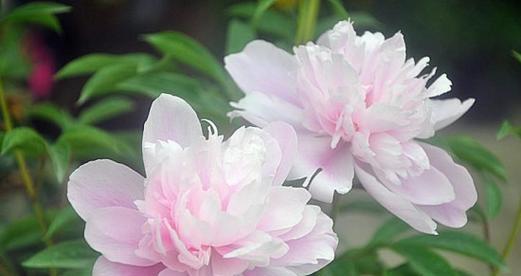 芍药花的含义及寓意（探索芍药花的深层含义与象征）