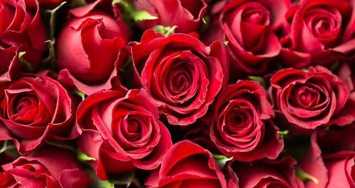 十一朵红玫瑰花的花语（寓意浓情）