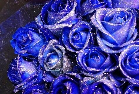 十一朵蓝玫瑰的象征意义（探寻蓝玫瑰背后的神秘之美）