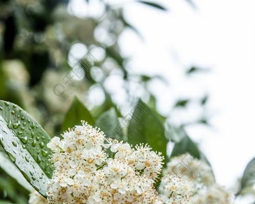 石楠花的花语及象征意义（探寻石楠花背后的美丽寓意）