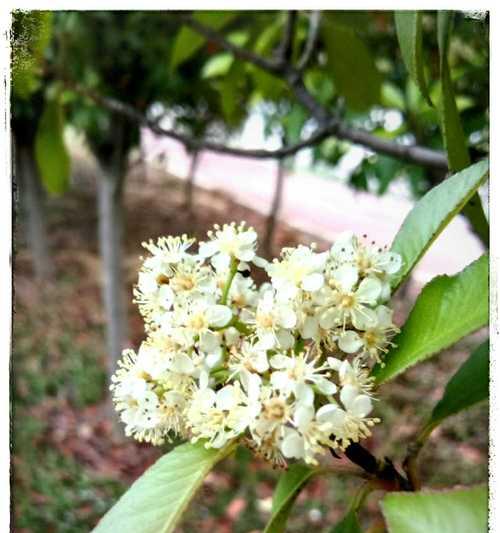 石楠花的花语及象征意义（探寻石楠花背后的美丽寓意）