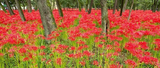 石蒜花的寓意——坚韧不拔的力量（探索石蒜花寓意的深刻内涵）