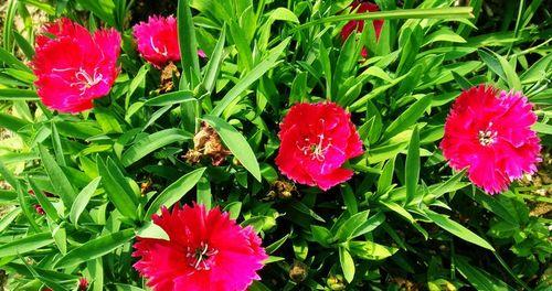 石竹花的花语探秘（揭示石竹花所传达的15种花语）