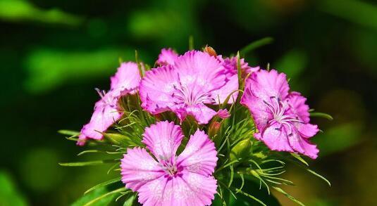 石竹花花语之美——深入探索花朵的意义与价值（传递爱与希望的芳香语言）