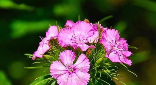 石竹花花语之美——深入探索花朵的意义与价值（传递爱与希望的芳香语言）