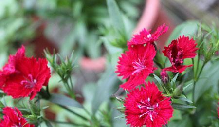 石竹花花语之美——深入探索花朵的意义与价值（传递爱与希望的芳香语言）