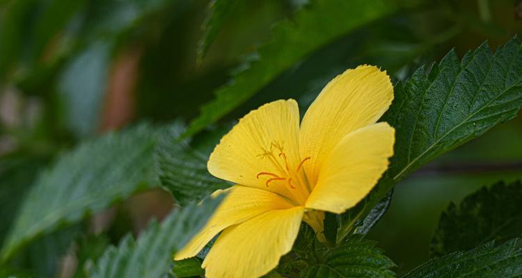 时钟花的花语与意义（探索时钟花的神秘之美）