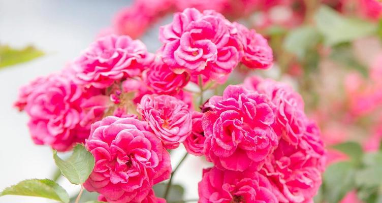 探寻世界上最浪漫的花—玫瑰花的花语（爱情的象征与美丽芳香的玫瑰之恋）