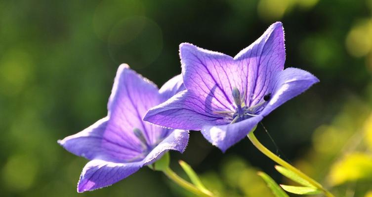 探寻世界上最浪漫的花—玫瑰花的花语（爱情的象征与美丽芳香的玫瑰之恋）