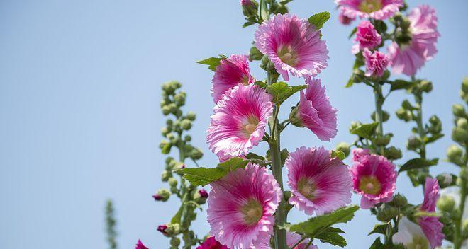 蜀葵花——自由与坚韧的象征（以蜀葵花为媒介）