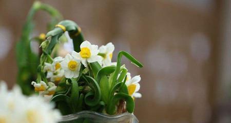 水仙花的花语（探寻水仙花的多重意义）