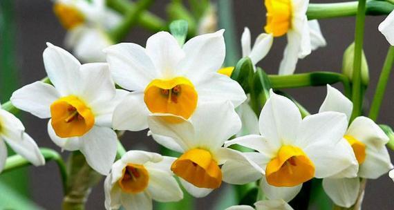 中国水仙花的花语及象征意义（传达爱）
