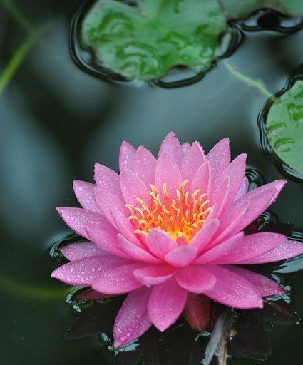 睡莲的花语（探寻睡莲花的花语与含义）