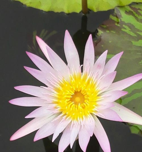 睡莲花语之寓意与象征（揭示睡莲花语的深层内涵）