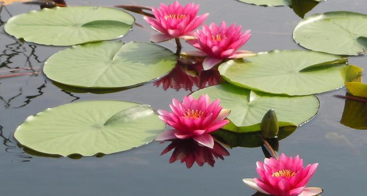 睡莲的花语与象征意义（一朵盛开在水中的奇葩）