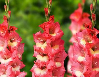 四大切花唐菖蒲的花语——传递着四种美丽与祝福（四季盛开）