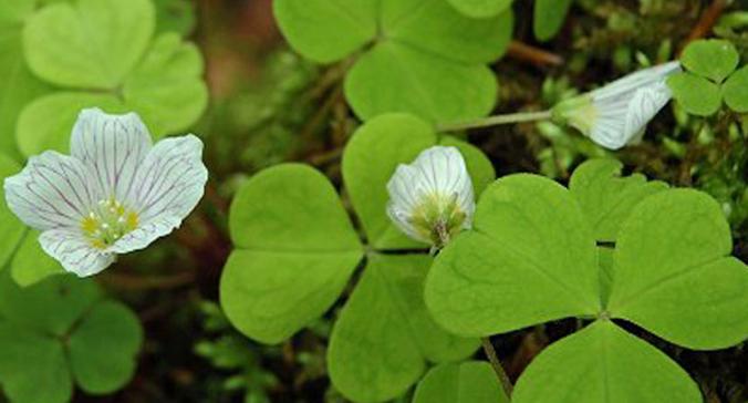 四叶草花语的神秘魅力（揭开四叶草背后的秘密与意义）