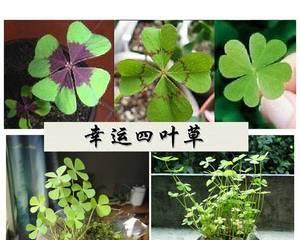 四叶幸运草的寓意与象征（追寻幸运的绿色守护者）