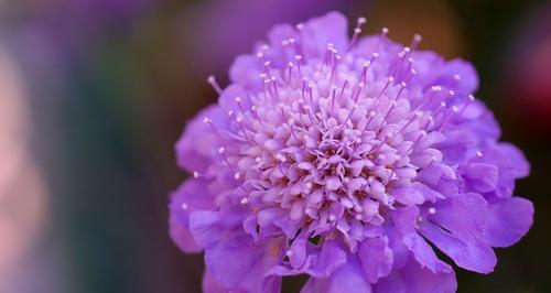 松虫草花语及其寓意（探秘松虫草的文化象征与内涵）