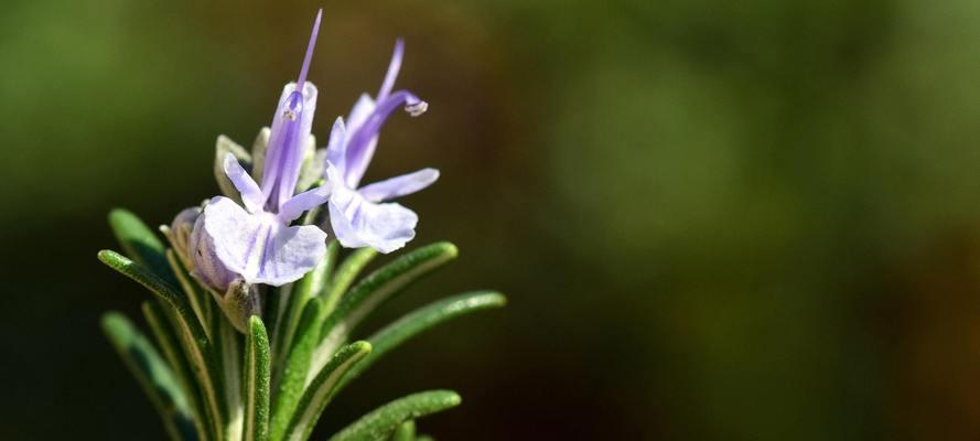 松虫草花语及其寓意（探秘松虫草的文化象征与内涵）