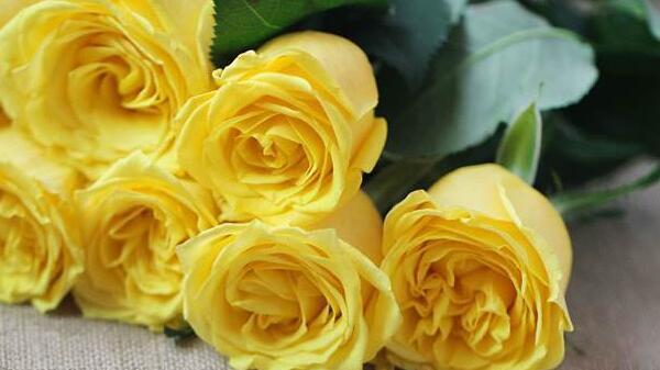 黄玫瑰的象征意义与内涵（以送黄玫瑰是什么意思）