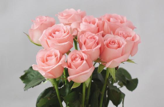 送女孩子粉玫瑰的意义（探究粉玫瑰在送礼中的象征意义与文化背景）