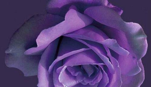 送紫玫瑰的寓意与意义（探索紫玫瑰传递的深刻情感和神秘符号）