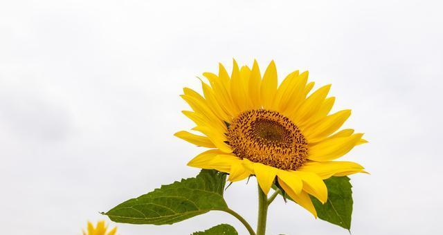 以太阳花的花语（揭开以太阳花深藏的花语之谜）
