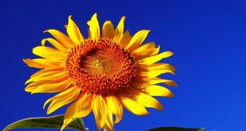 以太阳花唯美花语，传递积极阳光的力量（以太阳花的花语和意义）
