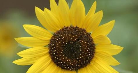 以太阳花唯美花语，传递积极阳光的力量（以太阳花的花语和意义）