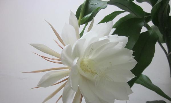昙花的花语（昙花绽放一瞬间）