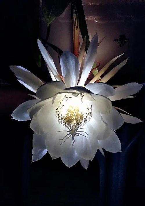 昙花花语与寓意